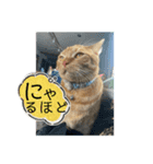 犬猫三昧①⑥（個別スタンプ：4）