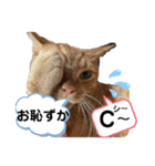 犬猫三昧①⑥（個別スタンプ：5）