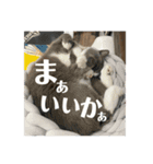 犬猫三昧①⑥（個別スタンプ：6）