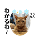 犬猫三昧①⑥（個別スタンプ：7）