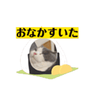 動くピノ（個別スタンプ：10）