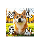 【柴犬】日常生活で使える柴犬スタンプ（個別スタンプ：1）