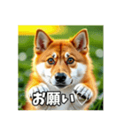 【柴犬】日常生活で使える柴犬スタンプ（個別スタンプ：10）