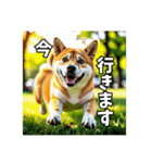 【柴犬】日常生活で使える柴犬スタンプ（個別スタンプ：11）