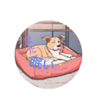 AIdogs（個別スタンプ：18）