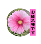 花の実写毎日よく使う言葉（個別スタンプ：1）