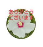 花の実写毎日よく使う言葉（個別スタンプ：2）