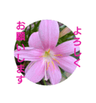 花の実写毎日よく使う言葉（個別スタンプ：3）