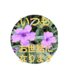 花の実写毎日よく使う言葉（個別スタンプ：8）
