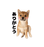 チョコちゃんのいる生活（個別スタンプ：1）