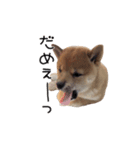 チョコちゃんのいる生活（個別スタンプ：4）