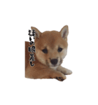 チョコちゃんのいる生活（個別スタンプ：7）
