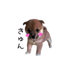 チョコちゃんのいる生活（個別スタンプ：13）