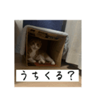 うちのねこはいつもこう2（個別スタンプ：1）