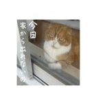 うちのねこはいつもこう2（個別スタンプ：2）