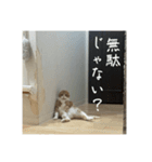 うちのねこはいつもこう2（個別スタンプ：3）