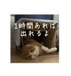 うちのねこはいつもこう2（個別スタンプ：5）