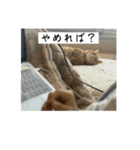 うちのねこはいつもこう2（個別スタンプ：6）