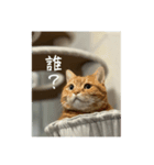 うちのねこはいつもこう2（個別スタンプ：7）