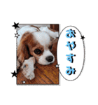 キャバリア クル ④（個別スタンプ：6）