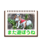 キャバリア クル ④（個別スタンプ：10）