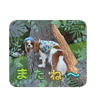 キャバリア クル ④（個別スタンプ：11）