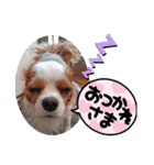 キャバリア クル ④（個別スタンプ：12）