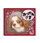 キャバリア クル ④（個別スタンプ：13）