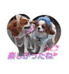 キャバリア クル ④（個別スタンプ：14）