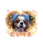 キャバリア クル ④（個別スタンプ：21）
