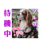 キャバリア クル ④（個別スタンプ：24）