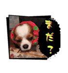 キャバリア クル ④（個別スタンプ：26）