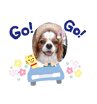 キャバリア クル ④（個別スタンプ：28）