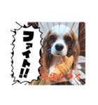 キャバリア クル ④（個別スタンプ：29）