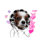 キャバリア クル ④（個別スタンプ：33）