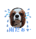 キャバリア クル ④（個別スタンプ：34）
