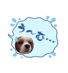 キャバリア クル ④（個別スタンプ：35）