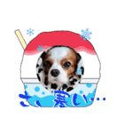 キャバリア クル ④（個別スタンプ：40）