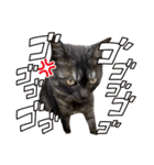保護猫 アビー ④（個別スタンプ：2）