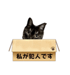 保護猫 アビー ④（個別スタンプ：3）