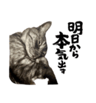保護猫 アビー ④（個別スタンプ：4）