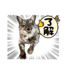 保護猫 アビー ④（個別スタンプ：5）