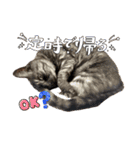 保護猫 アビー ④（個別スタンプ：6）