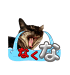 保護猫 アビー ④（個別スタンプ：8）