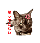 保護猫 アビー ④（個別スタンプ：9）