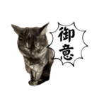 保護猫 アビー ④（個別スタンプ：11）