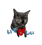 保護猫 アビー ④（個別スタンプ：12）