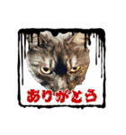 保護猫 アビー ④（個別スタンプ：14）