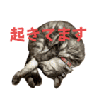 保護猫 アビー ④（個別スタンプ：15）