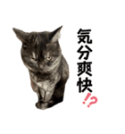 保護猫 アビー ④（個別スタンプ：16）